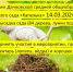 В Дачном высадят более 80 саженцев деревьев - Газета Судакские вести